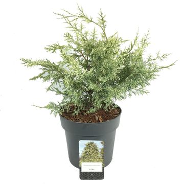 Chamaecyparis lawsoniana 'Luna'