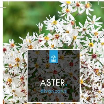 Aster divaricatus