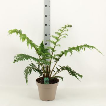 Cyathea australis
