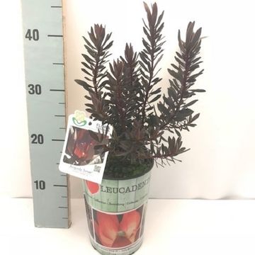 Leucadendron laureolum 'Burgundy Sunset'