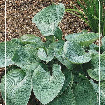 Hosta 'Abiqua Drinking Gourd'