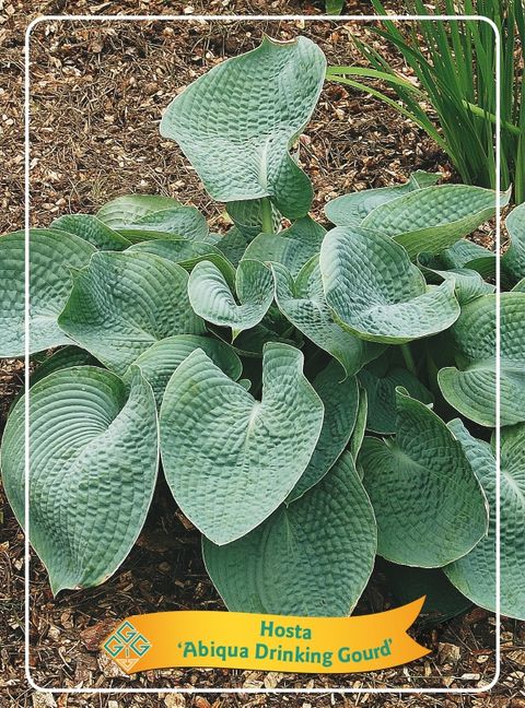 Hosta 'Abiqua Drinking Gourd'