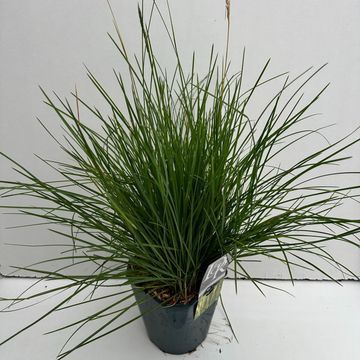 Sesleria autumnalis