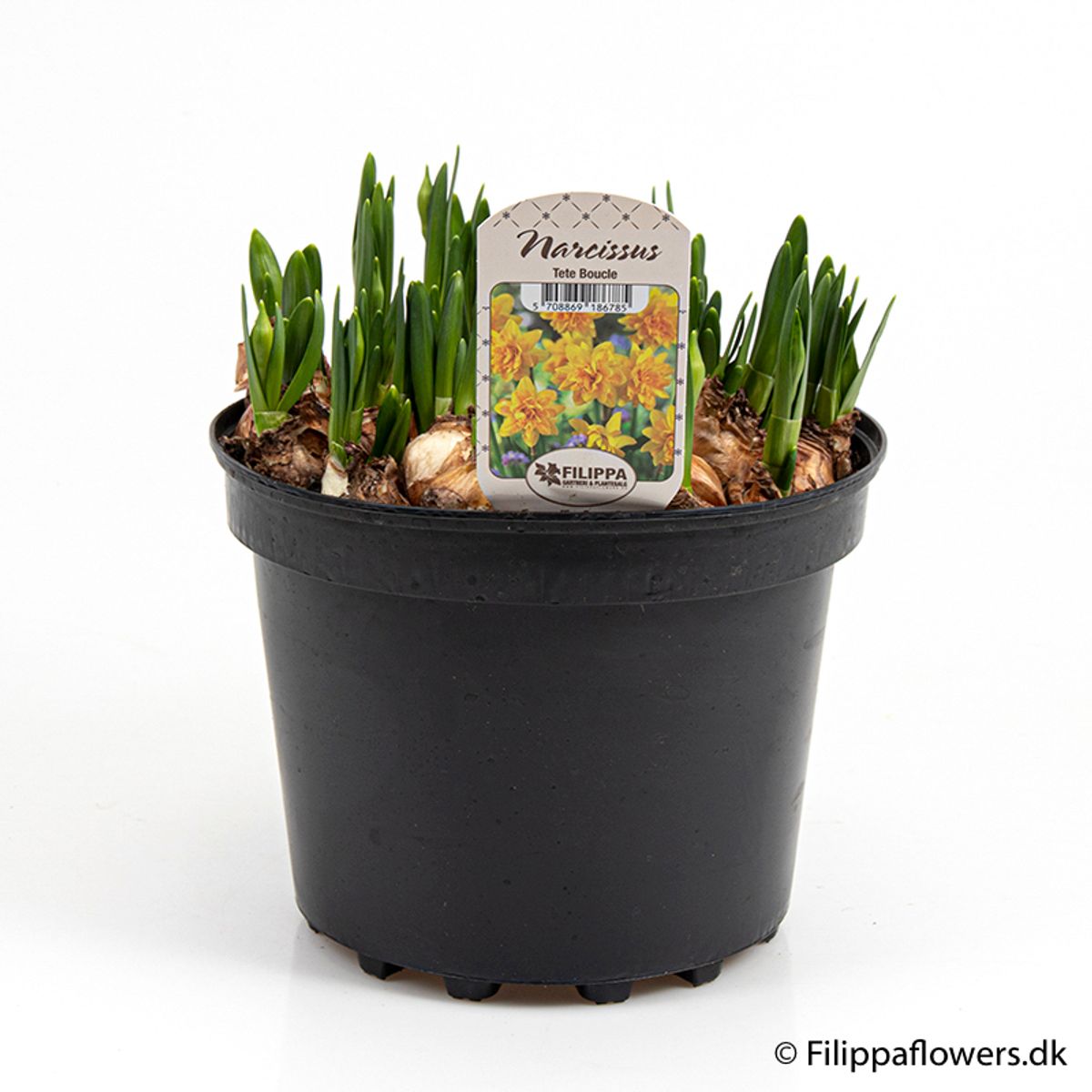 Narcissus 'Tête Bouclé' — Plant Wholesale FlorAccess