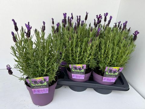 Lavandula stoechas 'Great Adventure'