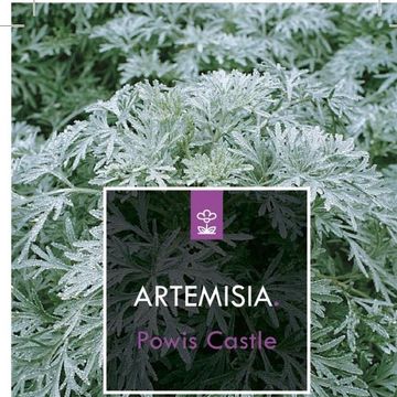 Artemisia 'Powis Castle'