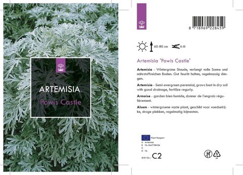 Artemisia 'Powis Castle'