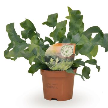 Phlebodium aureum 'Blue Star'