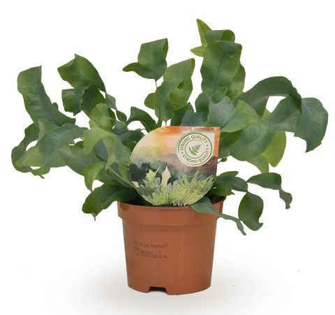 Phlebodium aureum 'Blue Star'