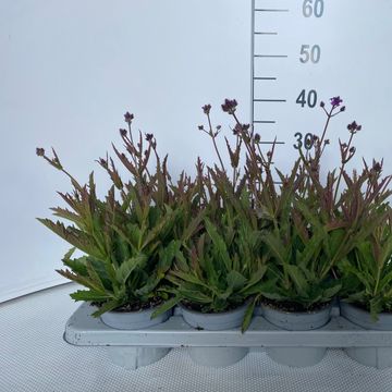 Verbena rigida