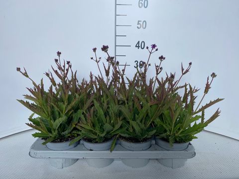 Verbena rigida