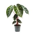 Alocasia 'Pink Dragon'