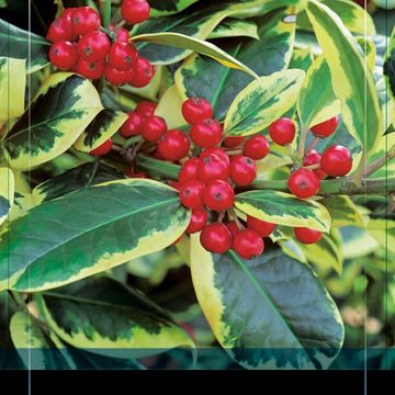 Ilex x altaclerensis 'Golden King'