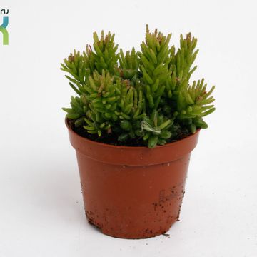 Rhipsalis mesembryanthemoides