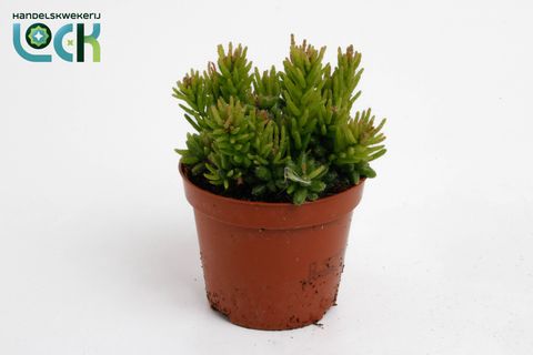 Rhipsalis mesembryanthemoides