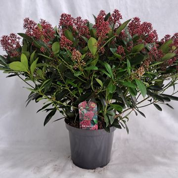 Skimmia japonica 'Rubella'