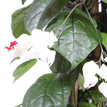 Clerodendrum thomsoniae