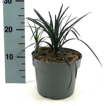 Ophiopogon planiscapus 'Niger'