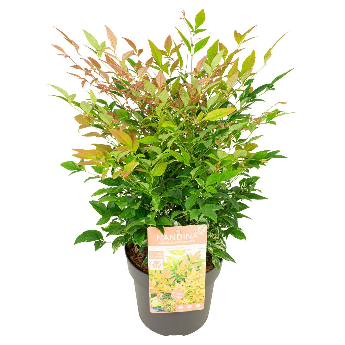 Nandina domestica MAGICAL SUNRISE  Pflanzengrohandel FlorAccess