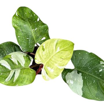 Filodendron 'Fresh Aurea'