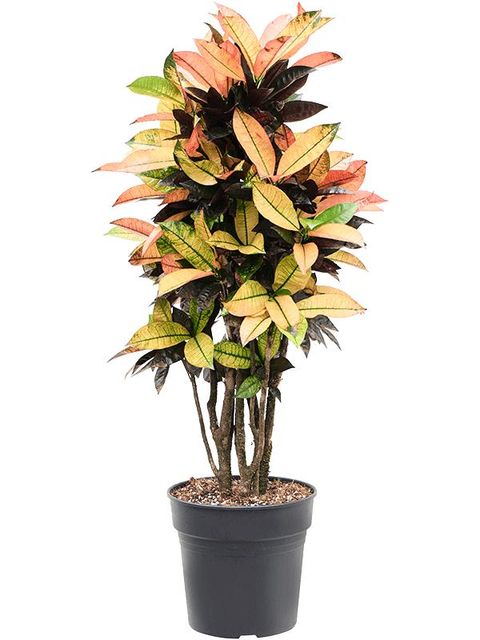 Codiaeum variegatum 'Mrs Iceton'