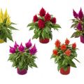 Celosia argentea KELOS FIRE MIX