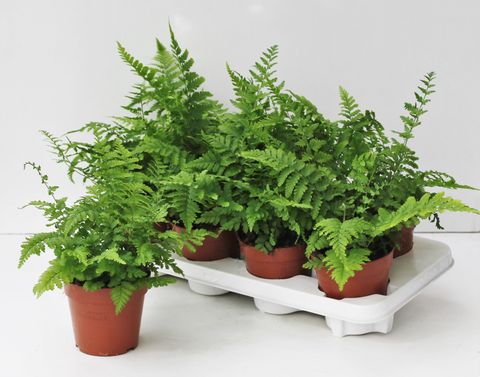 Dryopteris filix-mas