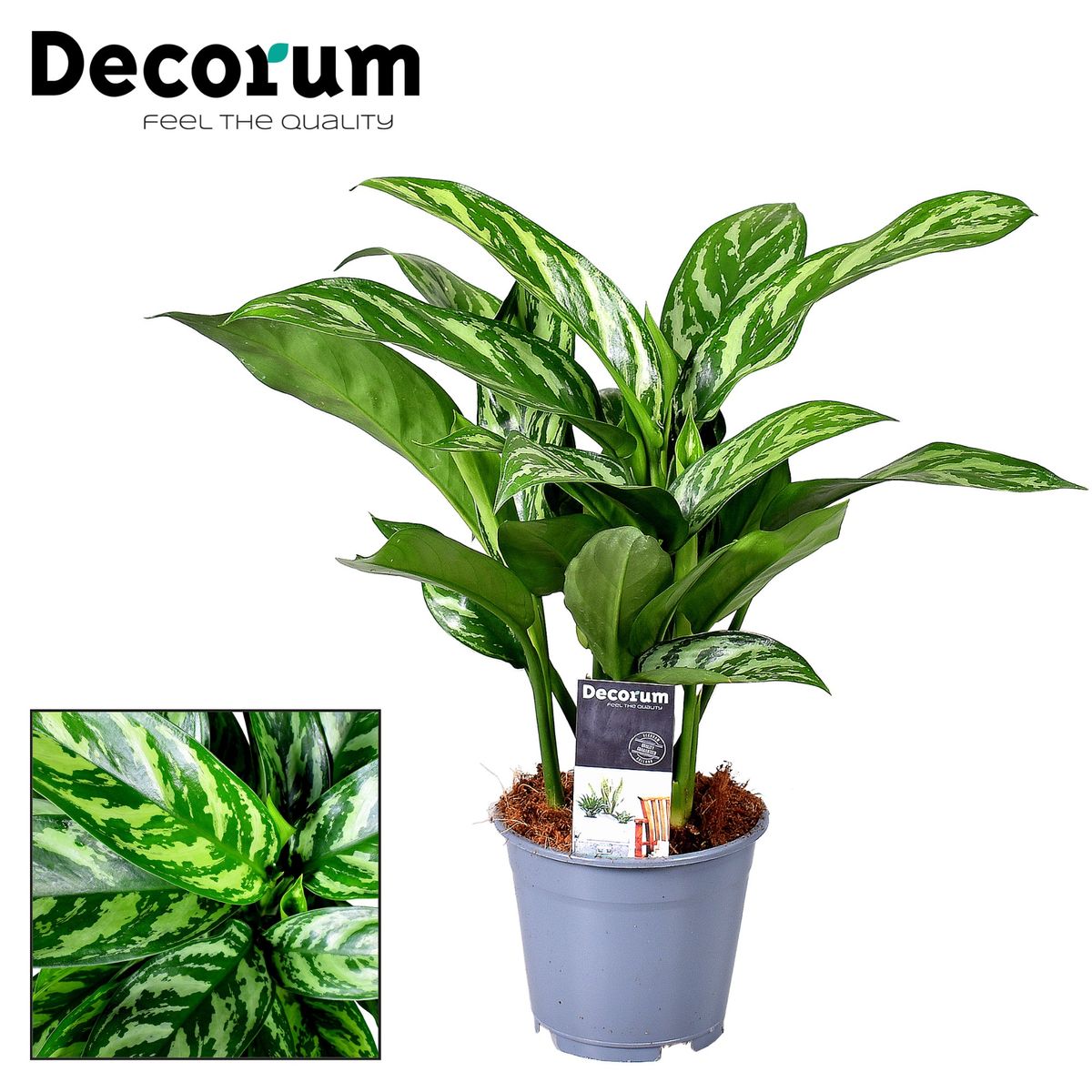 indoor pesticides for plants Lost Coast Plant Therapy 32 oz main image 0
