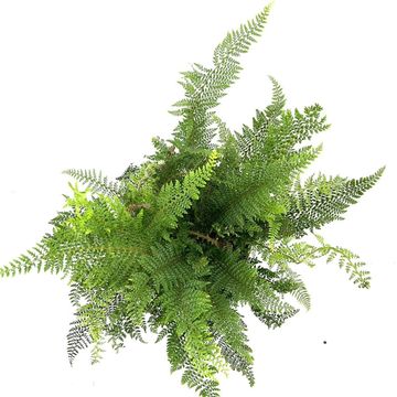 Polystichum setiferum 'Proliferum'