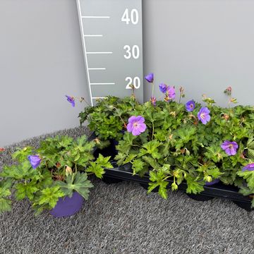 Geranium ROZANNE