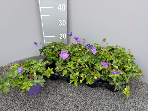 Geranium ROZANNE