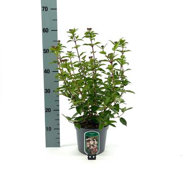 Viburnum tinus 'Eve Price'