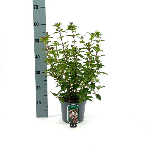 Viburnum tinus 'Eve Price'