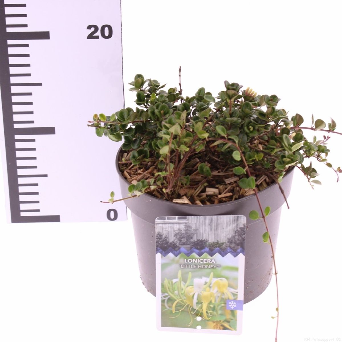 Lonicera crassifolia 'Little Honey'  Plant Wholesale FlorAccess