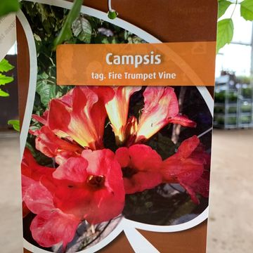Campsis x tagliabuana SUMMER JAZZ FIRE