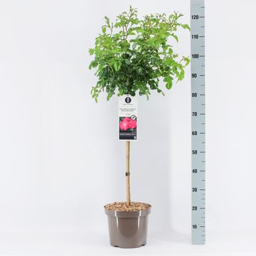 Rosa PALMENGARTEN FRANKFURT