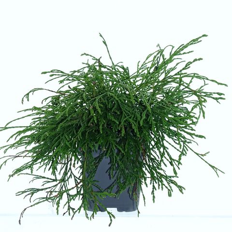 Thuja plicata 'Kager's Beauty'