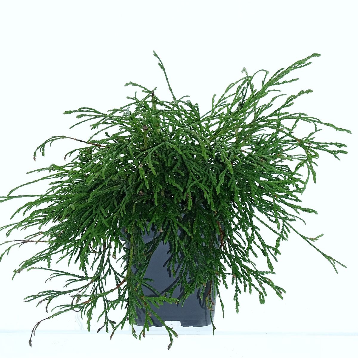 schamblume zimmerpflanze Aeschynanthus Rasta (Schamblume) kaufen