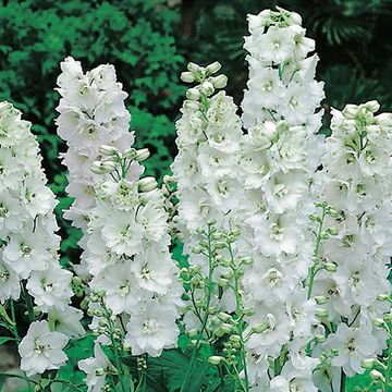 Delphinium 'Magic Fountains Pure White'