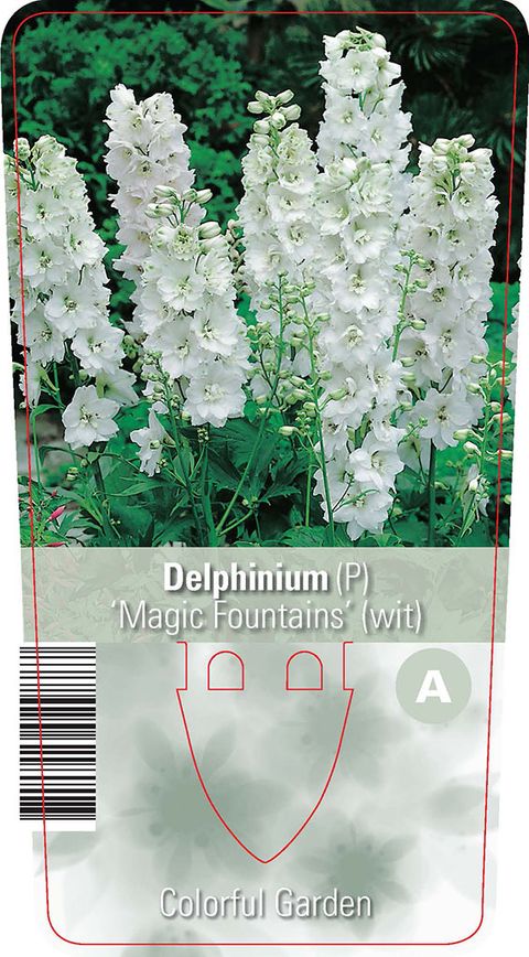 Delphinium 'Magic Fountains Pure White'