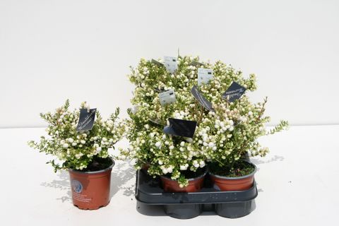 Gaultheria mucronata