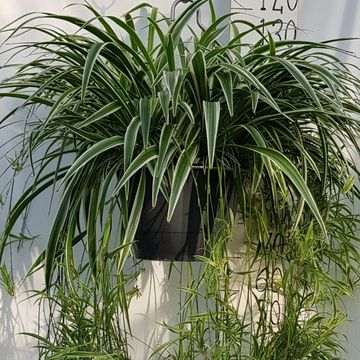 Chlorophytum comosum 'Ocean'