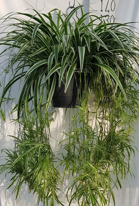 Chlorophytum comosum 'Ocean'