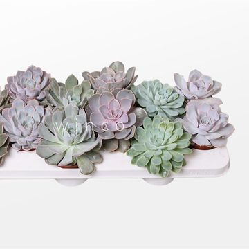 Echeveria MIX