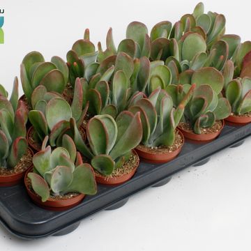 Kalanchoe thyrsiflora 'Oricula'