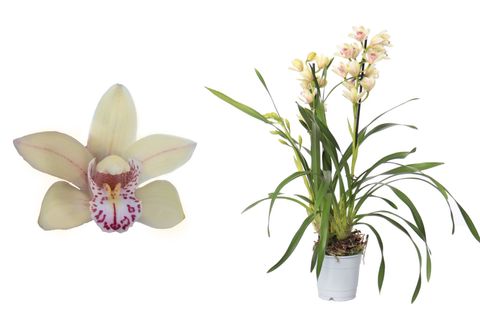 Cymbidium EMIKA