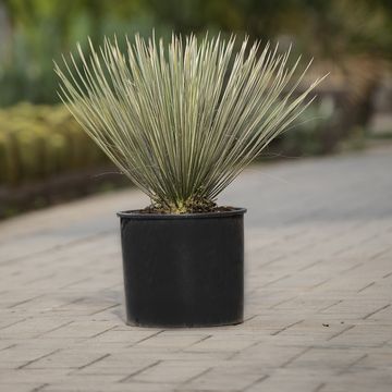 Yucca rostrata