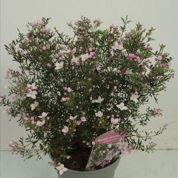 Boronia anemonifolia 'Pink Star'