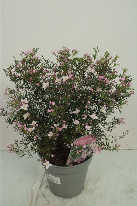 Boronia anemonifolia 'Пинк Стар'