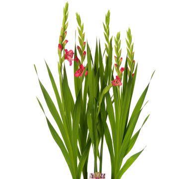 Gladiolus GLAMINI EVA